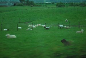 Herds of sheep flank the countryside in both Scotland and Ireland.