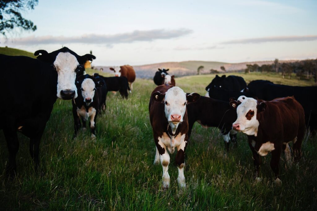 close up photography of cows