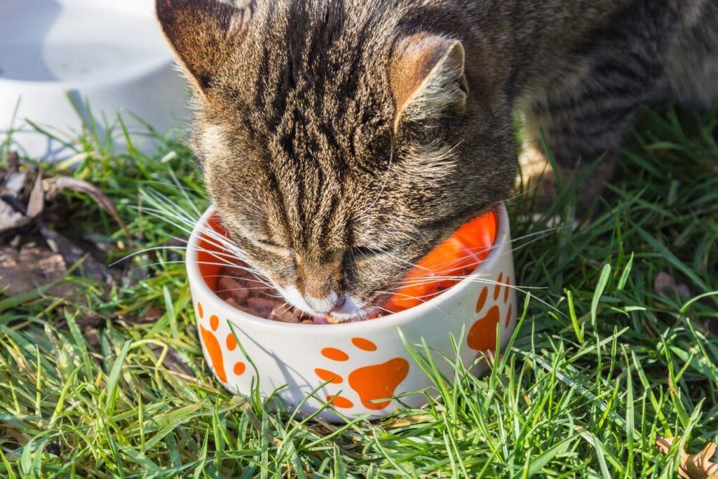 cat, food, bowl