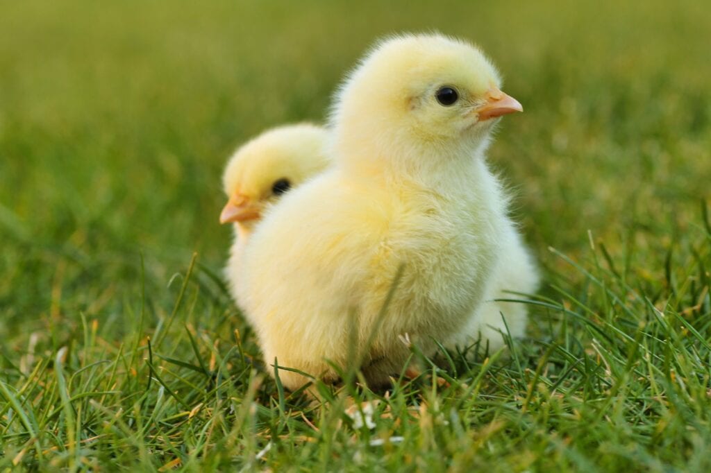 chicks, easter chick, easter