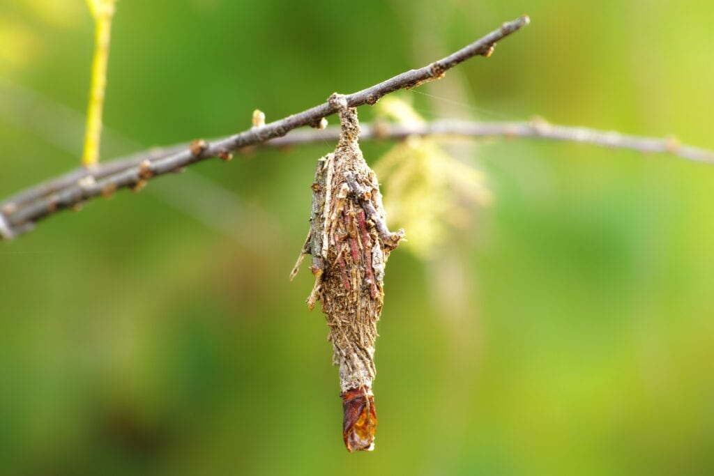 bagworm, larva, wood