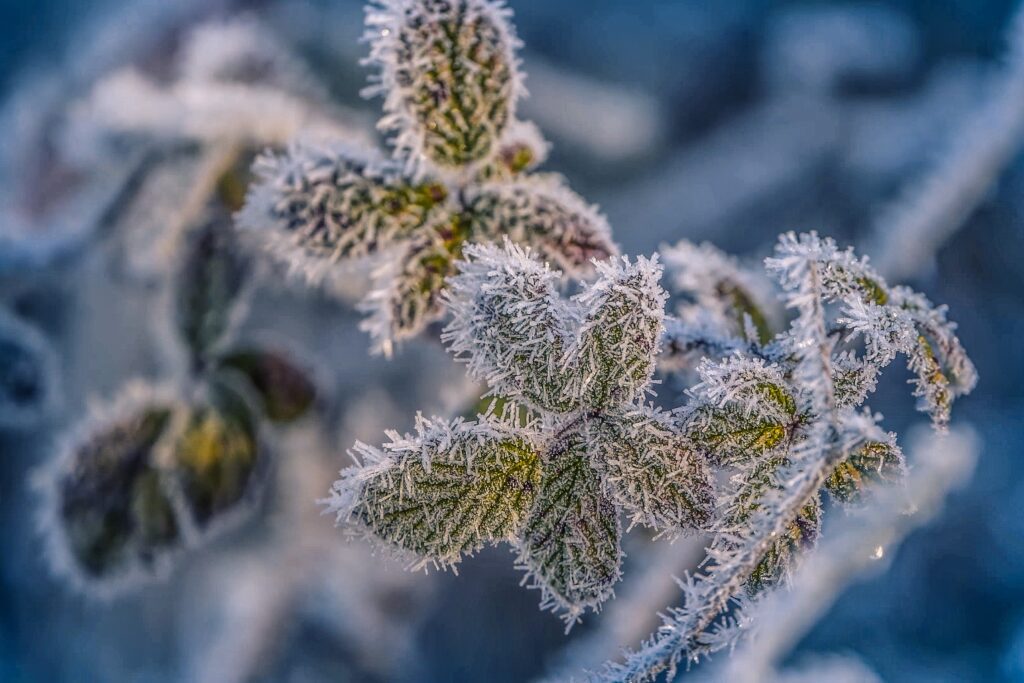 leaves, plant, hoarfrost