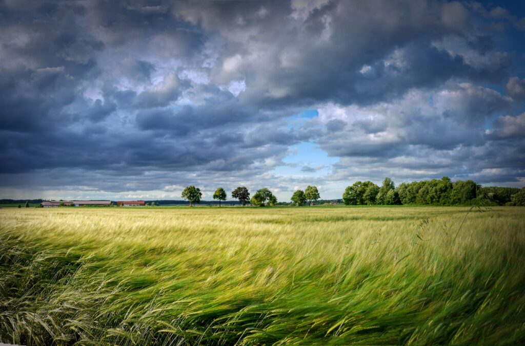 grain, cereals, field