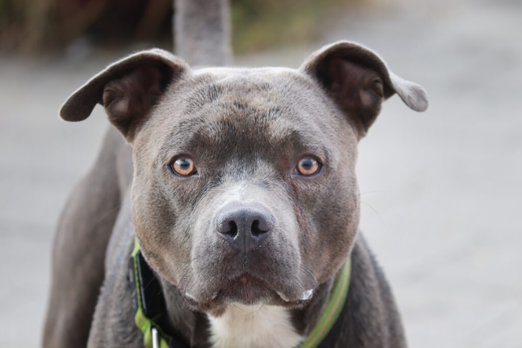 dog, pit bull, outdoors