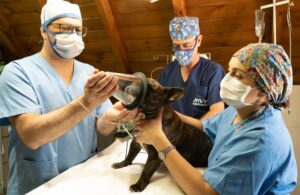 vets putting a dog under anesthesia
