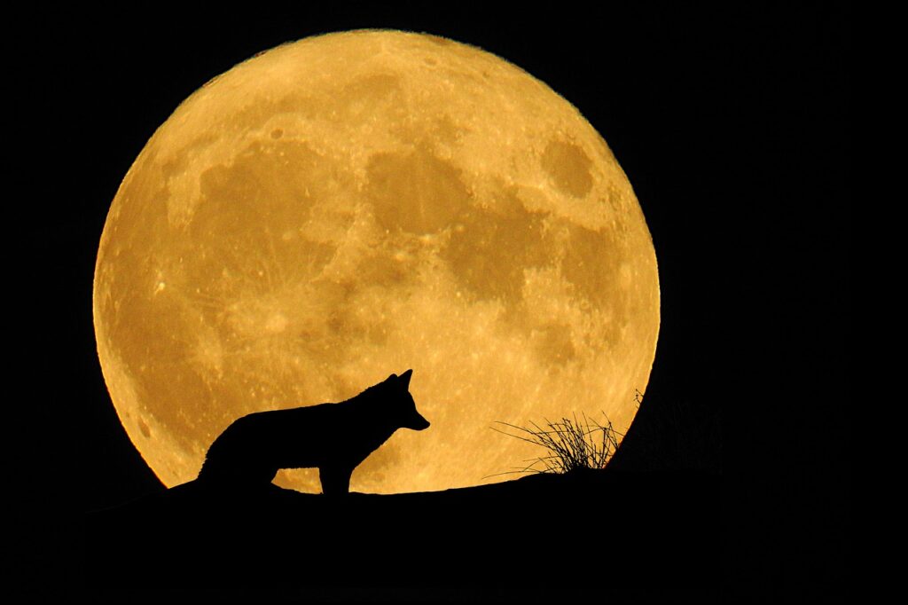 moon, full moon, animal