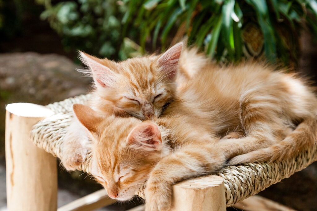 kittens, pets, sleeping