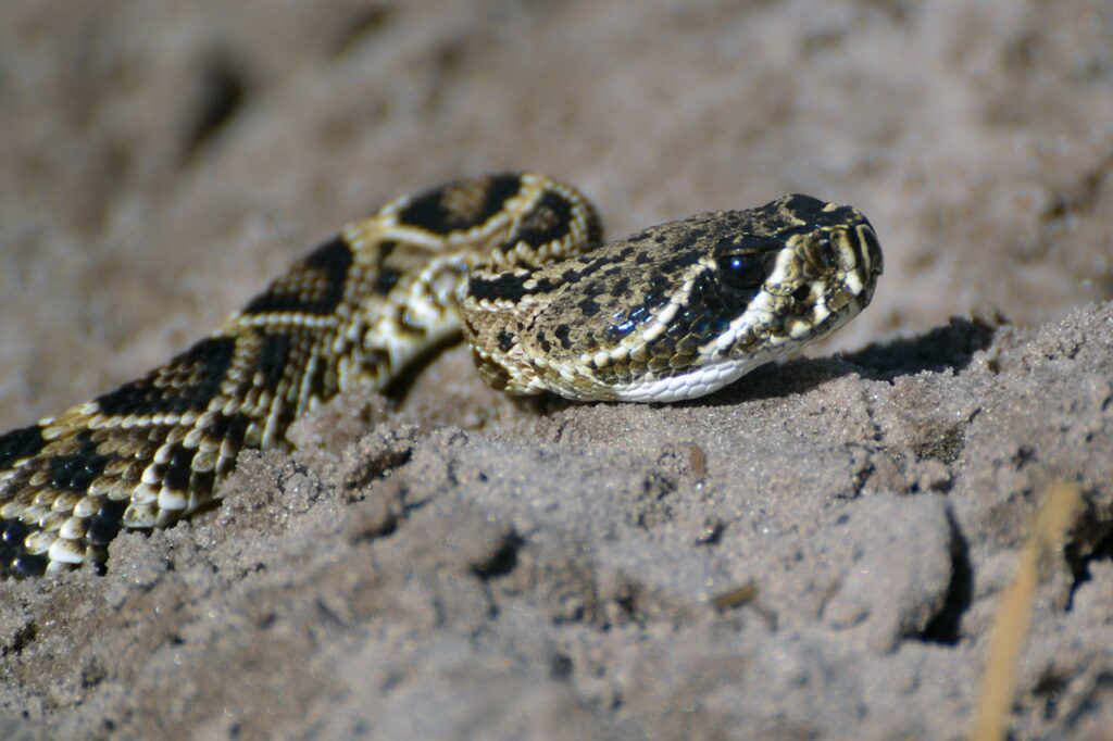 copperhead, florida, snake