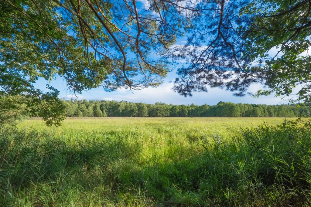 forest, green, landscape