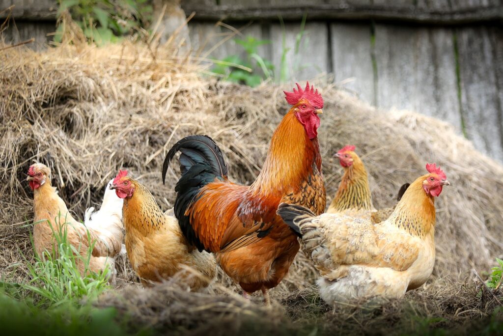 chickens, nature, birds