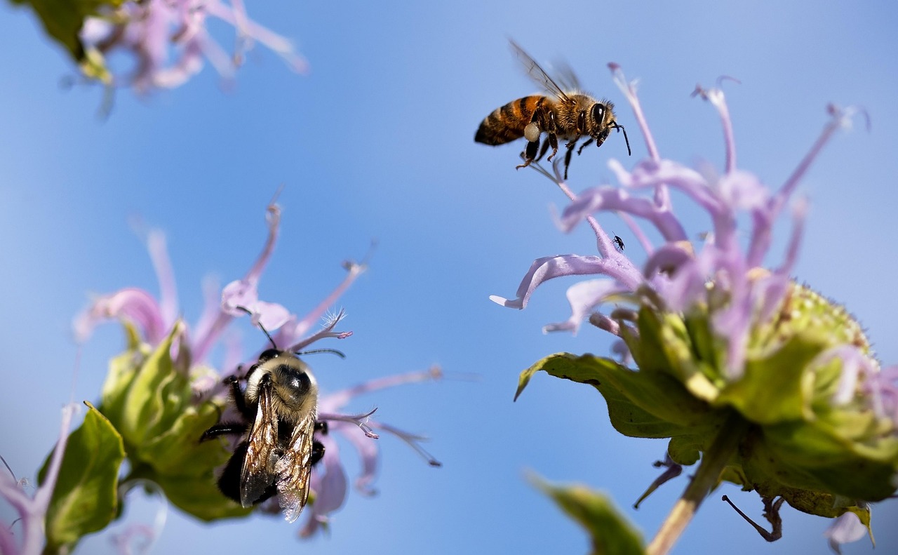 Birds, Bees, and Butterflies in the Garden