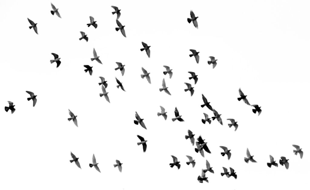 Flying birds