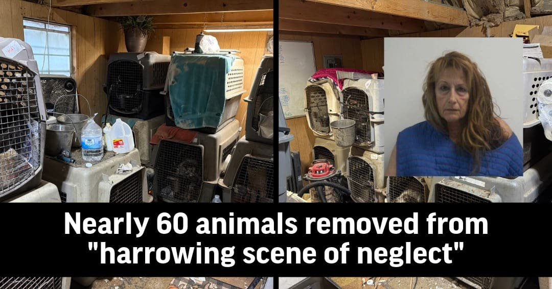 Nearly 60 animals seized from property in Mannford, owner arrested ...